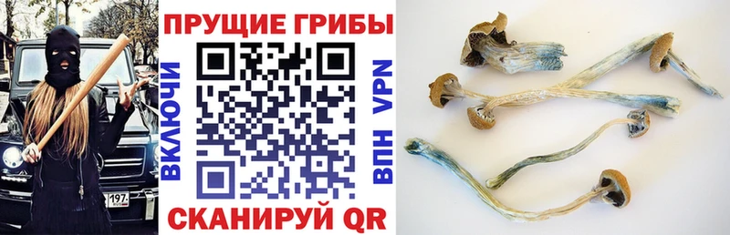 Псилоцибиновые грибы прущие грибы  Грязовец 
